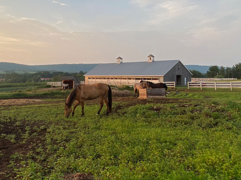 View of horses grazing near large horse barn