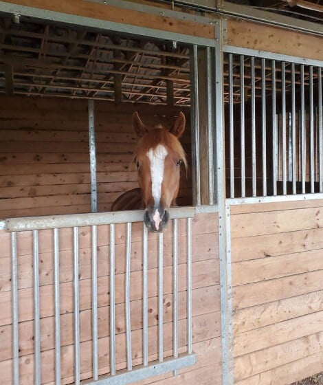 Horse looking out of his box stall at Willow and Withers Stables