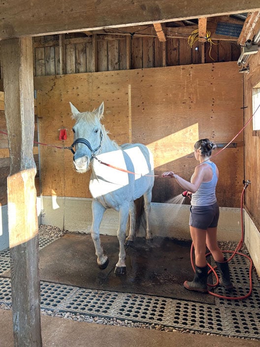 Nina, enjoying a wash down, after a trail ride