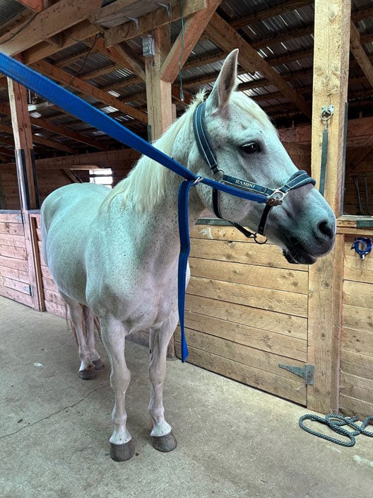 Nina, a gentle horse, that will take care of her rider