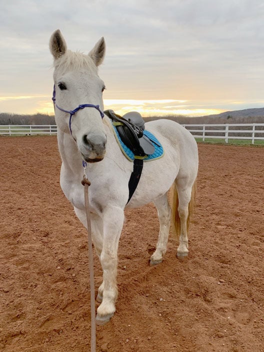 Nina, Percheron Thoroughbred Cross, horse for lease