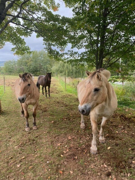 Three horses enjoy at paddock at Willow and Withers Stables, Sheffield Mills, Nova Scotia